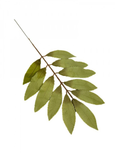 Liść laurowy gałązka 46 cm zielony