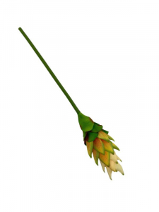 Protea pojedyncza 48 cm żółto zielona