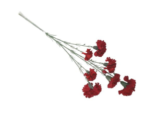 Goździk omszony kwiat pojedynczy 70 cm czerwony