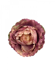 Piwonia główka matowa 9 cm brudny fiolet z kremem
