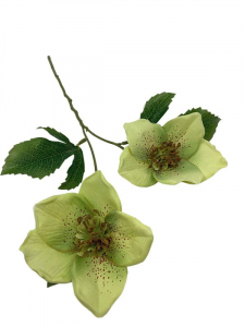 Ciemiernik kwiat pojedynczy 42 cm zielony