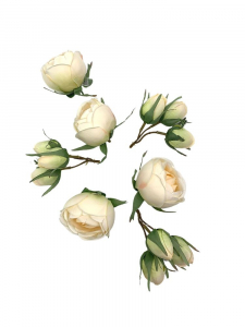 Róża główka komplet kremowy