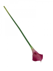Kalia kwiat pojedynczy 71 cm głęboki róż