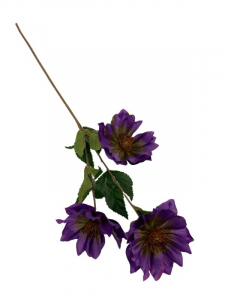Ciemiernik kwiat pojedynczy 70 cm fioletowy
