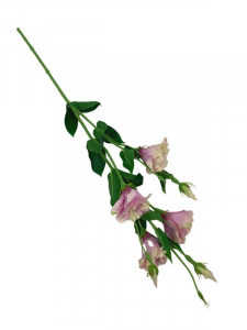Eustoma gałązka 80 cm jasno fioletowa z jasno zielonym cieniowaniem