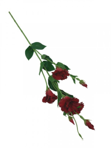 Eustoma kwiat pojedynczy 80 cm czerwona z zielonym cieniowaniem