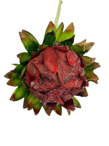 Protea ośnieżona kwiat pojedynczy 55 cm czerwona