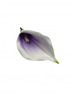 Kalia główka 15 cm biała z fioletem