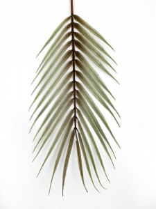 Liść palmy 61 cm szary