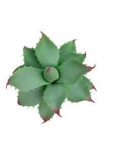 Sukulent 10 cm bielony zielony