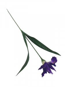 Irys gałązka 65 cm ciemny fiolet