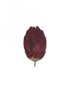 Protea kwiat wyrobowy 13 cm kolor wina