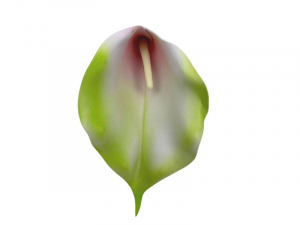 Kalia kwiat wyrobowy 18 cm kremowa z jasną zielenią