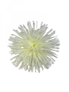 Chryzantema kwiat wyrobowy 14 cm kremowa