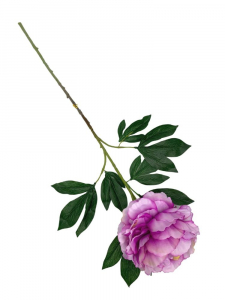 Piwonia kwiat pojedynczy 80 cm fioletowa