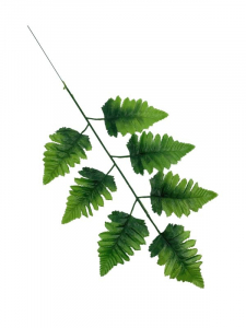 Liść leder (pietrucha) 50 cm jasno zielony