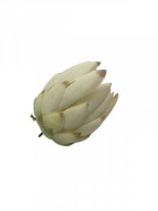 Protea kwiat wyrobowy 11 cm kremowa