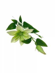 Klematis kwiat pojedynczy 48 cm jasno zielony