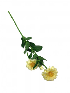Cynia kwiat pojedynczy 62 cm żółta
