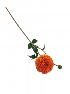 Dalia kwiat pojedynczy 70 cm pomarańczowa