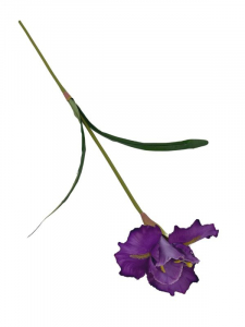 Irys kwiat pojedynczy 70 cm fioletowy