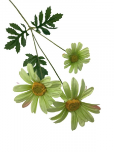 Margaretka kwiat pojedynczy 58 cm zielona