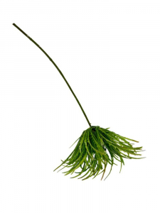 Dziewięćsił zielony z białym kwiatem łodyga 70 cm