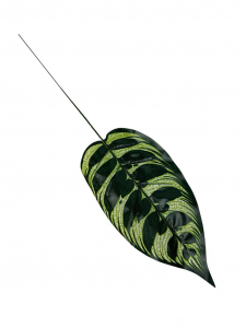 Liść Kalatea gałązka 48 cm