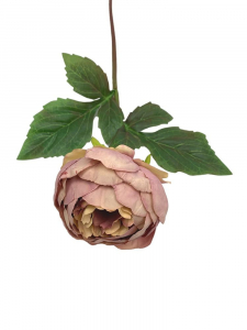 Piwonia kwiat pojedynczy 60 cm brudny róż