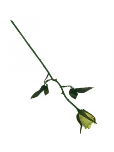 Róża gałązka 35 cm zielona