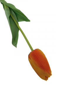 Tulipan kwiat pojedynczy 67 cm pomarańczowy