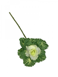 Kapusta ozdobna kwiat pojedynczy 40 cm jasno zielona