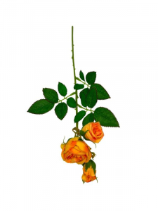Róża kwiat pojedynczy 37,5 cm herbaciana