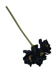 Amarylis 4 kwiaty na łodydze 72 cm czarny
