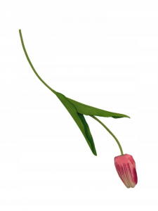 Tulipan kwiat pojedynczy 50 cm różowo kremowy