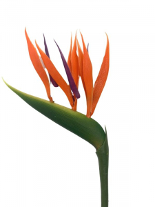 Strelicja kwiat pojedynczy 68 cm pomarańczowa