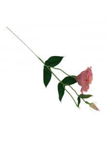 Eustoma na gałązce 50 cm brudny róż