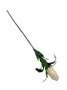Protea kwiat pojedynczy 70 cm kremowa