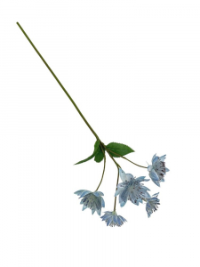Astrantia (jarzmianka) 42 cm niebieska