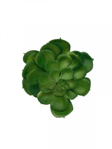 Sukulent 11 cm zielony