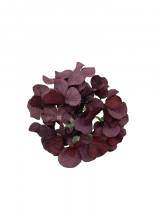 Hortensja kwiat wyrobowy 13 cm ciemno bordowa