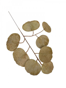 Eukaliptus populus gałązka 33 cm jasny brąz
