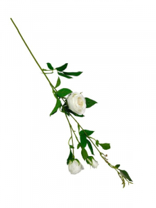 Róża kwiat pojedynczy 70 cm biała