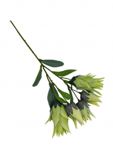 Kurkuma gałązka zielona 44 cm