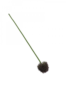 Czosnek kwiat pojedynczy 38 cm fioletowo zielony