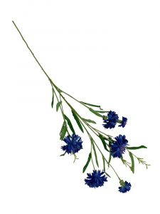 Chaber kwiat pojedynczy 74 cm ciemno niebieski