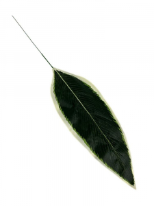 Helikonia liść 63 cm zielony z kremowym obrzeżem