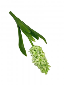 Hiacynt 40 cm jasno zielony