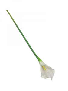Kalia kwiat pojedynczy 71 cm biała