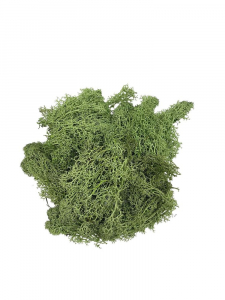 Mech chrobotek 35 g jasno zielony